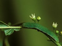 Gonepteryx rhamni 4, Citroenvlinder, Vlinderstichting-Harold van den Oetelaar