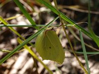 Gonepteryx rhamni 40, Citroenvlinder, Saxifraga-Rudmer Zwerver