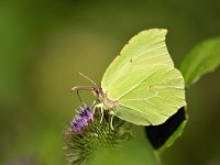 Gonepteryx rhamni 41, Citroenvlinder, Saxifraga-Elisabeth Raboin