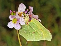 152_08, Citroenvlinder : Citroenvlinder, Gonepteryx rhamni, Brimstone