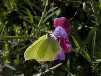 Gonepteryx rhamni 43, Citroenvlinder, Saxifraga-Willem van Kruijsbergen