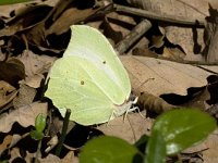 Gonepteryx rhamni 46, Citroenvlinder, Saxifraga-Willem van Kruijsbergen