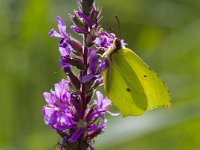 Gonepteryx rhamni 47, Citroenvlinder, Saxifraga-Jan Nijendijk