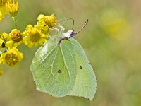 Gonepteryx rhamni 48, Citroenvlinder, Saxifraga-Rik Kruit