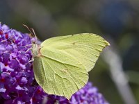 Gonepteryx rhamni 49, Citroenvlinder ,Saxifraga-Jan Nijendijk