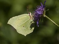 Gonepteryx rhamni 50, Citroenvlinder, Saxifraga-Marijke Verhagen