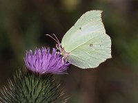 Gonepteryx rhamni 53, Citroenvlinder, Saxifraga-Peter Meininger