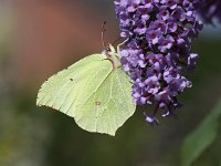 Gonepteryx rhamni 54, Citroenvlinder, Saxifraga-Peter Meininger