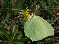 Gonepteryx rhamni 55, Citroenvlinder, female, Saxifraga-Kars Veling