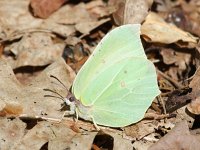 Gonepteryx rhamni 56, Citroenvlinder, Saxifraga-Bart Vastenhouw