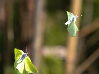 Gonepteryx rhamni 57, Citroenvlinder, Saxifraga-Bart Vastenhouw