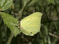 Gonepteryx rhamni 59, Citroenvlinder, Saxifraga-Willem van Kruijsbergen