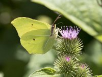 Gonepteryx rhamni 60, Citroenvlinder, Saxifraga-Willem van Kruijsbergen