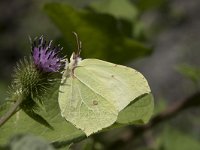 Gonepteryx rhamni 61, Citroenvlinder, Saxifraga-Willem van Kruijsbergen