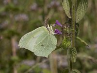 Gonepteryx rhamni 63, Citroenvlinder, Saxifraga-Willem van Kruijsbergen