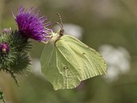 Gonepteryx rhamni 64, Citroenvlinder, Saxifraga-Willem van Kruijsbergen