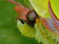 Gonepteryx rhamni 66, Citroenvlinder, Saxifraga-Ab H Baas