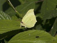 Gonepteryx rhamni 73, Citroenvlinder, Saxifraga-Willem van Kruijsbergen