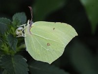 Gonepteryx rhamni 78, Citroenvlinder, Saxifraga-Luuk Vermeer