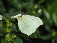 Gonepteryx rhamni 79, Citroenvlinder, Saxifraga-Luuk Vermeer