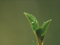 Gonepteryx rhamni 8, Citroenvlinder, Vlinderstichting-Robert Ketelaar