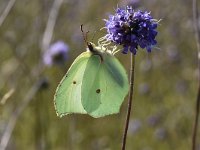 Gonepteryx rhamni 85, Citroenvlinder, Saxifraga-Luuk Vermeer