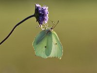 Gonepteryx rhamni 87, Citroenvlinder, Saxifraga-Luuk Vermeer