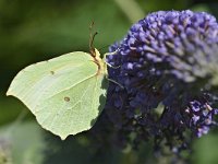 Gonepteryx rhamni 89, Citroenvlinder, Saxifraga-Tom Heijnen