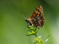 Hamearis lucina 11, Sleutelbloemvlinder, Saxifraga-Arthur van Dijk