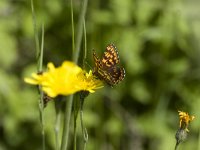 Hamearis lucina 13, Sleutelbloemvlinder, Vlinderstichting-Henk Bosma