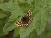 Hamearis lucina 16, Sleutelbloemvlinder, Vlinderstichting-Henk Bosma