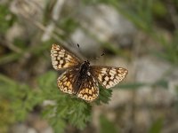 Hamearis lucina 18, Sleutelbloemvlinder, Vlinderstichting-Henk Bosma