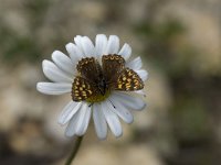 Hamearis lucina 19, Sleutelbloemvlinder, Vlinderstichting-Henk Bosma