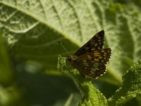 Hamearis lucina 2, Sleutelbloemvlinder, Saxifraga-Jan van der Straaten