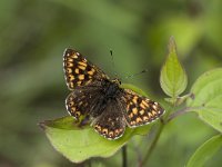 Hamearis lucina 20, Sleutelbloemvlinder, Vlinderstichting-Henk Bosma