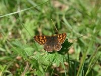 Hamearis lucina 22, Sleutelbloemvlinder, Saxifraga-Dirk Hilbers