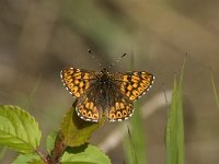 Hamearis lucina 6, Sleutelbloemvlinder, female, Saxifraga-Jan van der Straaten