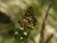 Hamearis lucina 9, Sleutelbloemvlinder, male, Saxifraga-Jan van der Straaten