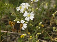 Hamearis lucina 1, Sleutelbloemvlinder, Saxifraga-Jan van der Straaten