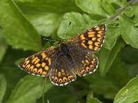 Hamearis lucina 10, Sleutelbloemvlinder, male, Saxifraga-Jan van der Straaten