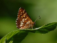 Hamearis lucina 12, Sleutelbloemvlinder, Saxifraga-Arthur van Dijk