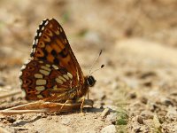 Hamearis lucina 14, Sleutelbloemvlinder, Vlinderstichting-Chris van Swaay  Hamearis lucina sleutelbloemvlinder