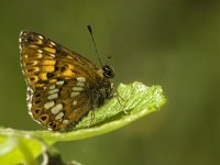 Hamearis lucina 21, Sleutelbloemvlinder, Saxifraga-Jan van der Straaten