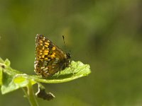 Hamearis lucina 23, Sleutelbloemvlinder, Saxifraga-Jan van der Straaten