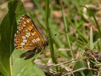 Hamearis lucina 25, Sleutelbloemvlinder, Saxifraga-Jan van der Straaten