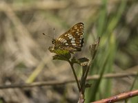 Hamearis lucina 4, Sleutelbloemvlinder, female, Saxifraga-Jan van der Straaten