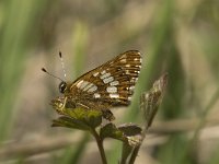 Hamearis lucina 5, Sleutelbloemvlinder, female, Saxifraga-Jan van der Straaten