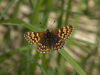 Hamearis lucina 7, Sleutelbloemvlinder, female, Saxifraga-Jan van der Straaten