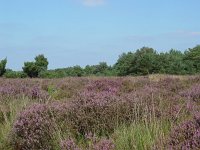 Hesperia comma 10, Kommavlinder, habitat, Vlinderstichting-Henk Bosma