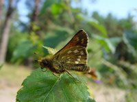 Hesperia comma 11, Kommavlinder, male, Vlinderstichting-Fons Bongers